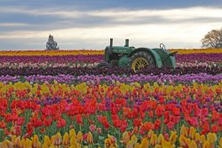 Tulips_Photo_Credit_Wooden_Shoe_Tulip_Farm_vpwmlx.jpg