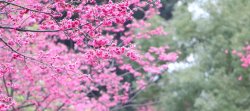 hanami-cover.jpg