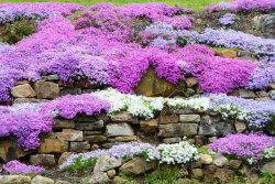 39614273-landscaping-with-colorful-creeping-phlox-.jpg 39614273-landscaping-with-colorful-creeping-phlox-.jpg
