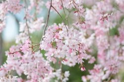 cherry branch.jpg
