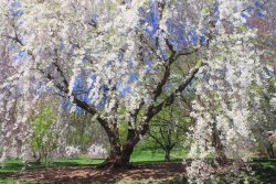cherry-blossoms-at-arnold-arboretum-john-burk.jpg