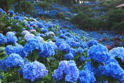 yohena-hydrangea-garden.jpg
