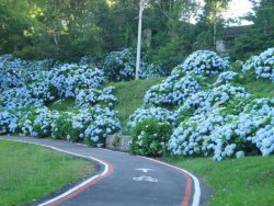 3cidades_gramado_hortensias_credito_roque_tomazeli_jpg-8765134.jpg