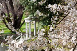 7505-PM-Cherries-Love-Temple-680uw.jpg