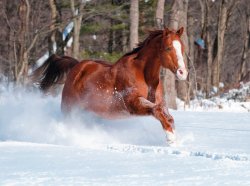 Snow-horse-brooke.jpg