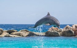 dolphin-906182_960_720.jpg