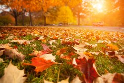 bigstock-Yellow-orange-and-red-autumn-49982927.jpg