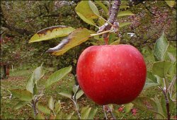hawkeye-apple_friese_h528.jpg