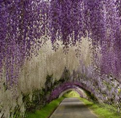 011.-wisteria-tunnel-japan-610x595.jpg