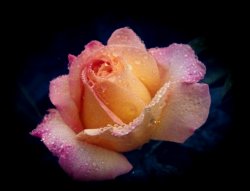 summer - fav 8.jpg