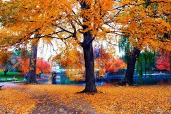 622584-autumn-in-boston-public-garden-massachusetts-usa.jpg