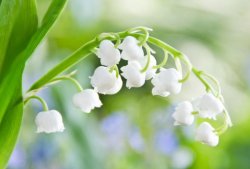 spring - lily of vally.jpg
