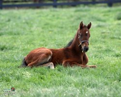 foal.jpg