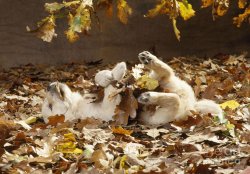 golden-retriever-puppy-in-leaves-john-daniels.jpg