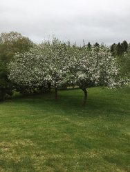 blossoms.jpg