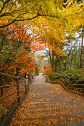 stair-way-chureito-pagoda-fujiyoshida-yamanashi-japan-maple-tree-autumn-season_38058-407.jpg