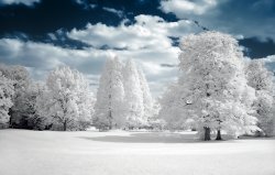 winter 12.jpg