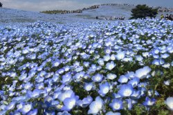 ibaraki-field-of-millions-of-flowers-146955.jpg