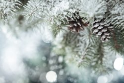 white-christmas-snow.jpg