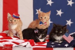 4th-of-July.jpg