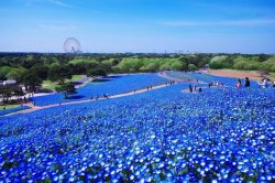 hitachi-seaside-park1.jpg