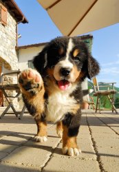 puppys-dog-aesthetic-summer-vibes-Favim.com-6058124.jpg