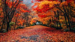 fall 4.jpg