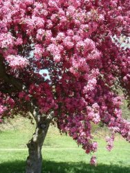 arnold-arboretum.jpg