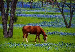spring-horse.jpg