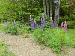 lupins.jpg