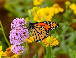 monarch.jpg