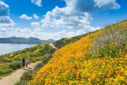 DVL_Wildflowers-2.jpg
