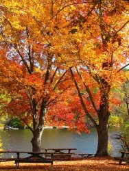 fall 11.jpg