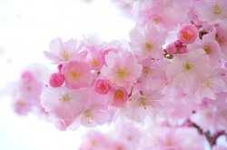 cherry blossoms.jpg