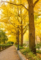 ginkgo-tree.jpg
