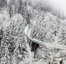 aerial-photography-of-train-rail-between-winter-trees.jpg
