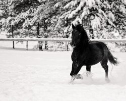 _DSC3218 - B&W - crop-L.jpg