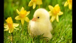 springt 1.jpg