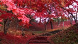 japan-autumn_bu.jpg