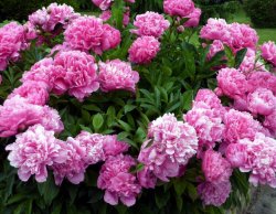 peony-easy-perennial_full_width.jpg