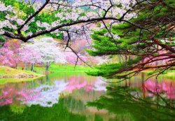 spring-is-at-its-height-in-japanese-600x413-20141125-1.jpg