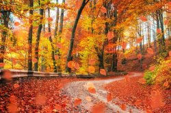 5-Apps-for-Fall-Leaf-Peeping.jpg