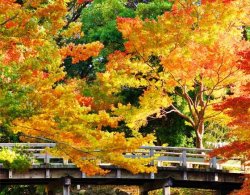 beautiful_fall_colours_560-725x435-c.jpg