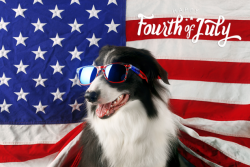 4th-of-July-dog-616x410.png