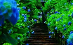 hydrangea wallpaper 3.jpg