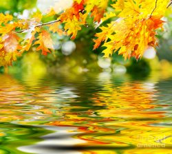beautiful-autumn-leaves-boon-mee.jpg