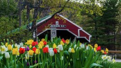 2-spring-tulips-in-new-hampshire-new-england-photography.jpg
