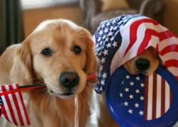 retriever-new-600x429.jpg