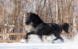 black-horse-in-the-snow-50236-2560x1600.jpg