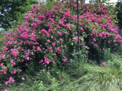 wild roses.jpg